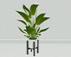 Plant | V2
