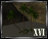 XVI | NB Palm Trees