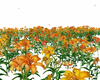 FLOWERS - ALLERGY SOUNDS