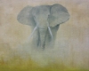 African Elephant Framed