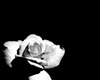 Elegance white rose