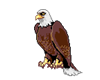 Eagle with muscels