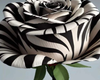 zebra rose with purple