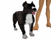 PITBUL DOG PET