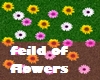 feild of flowers