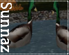 (S1)Mallards