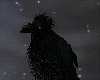 Raven [Nevermore]