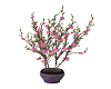 Plants: Cherry Blossom