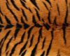 Tiger Skin Lioncloth
