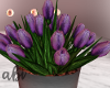 Purple tulips [abi]