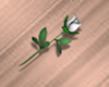 Tiny White Rose
