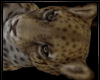 SC^Leopard -Animated