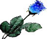 Shashi's Blue Rose