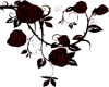 black red rose