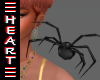 Spider Aussie Funnel Web