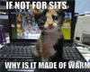 Cute Kitten on Laptop