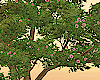 Tree With Flowers