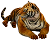 Tiger animated NO Pose