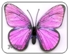 PinkButterflies-two-