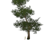 ! animated large tree !
