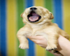 Dog Yawn Sticker