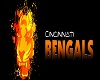 Bengals Sticker