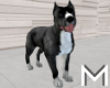 Animated Pitbull Dog