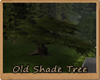 [BM] Old Shade Tree