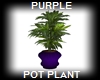 PURPLE POT PLANT
