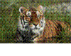 [SH1]Flashing Tiger