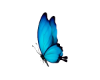 CA☆ CUTOUT BORBOLETA I