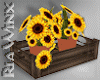 Crate of Sunflowers