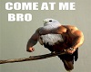 Come at me bro man eagle