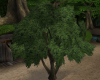 1620 Swaying Oak Tree