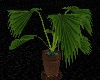 Palm Tree *Potted