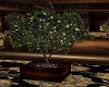 Cigar Ficus Tree