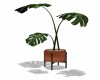 POTTED  *MONSTERA* #2