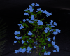 [CI]FloweringBush Blue 2