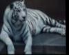 white tiger painting