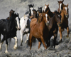 Framed Horse Herd Pic