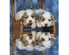 Puppy Reflections Ani