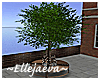 Urban Tree Bench