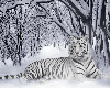 Tiger Concept Art