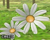 White Daisy Decor
