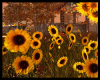 [RM]Autumn sunflowers