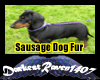 Sausage Dog Fur!