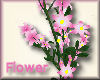 [my]Flower Clematis Pink