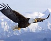 [A] Eagle Pic 2