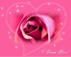 PINK ROSE