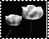 Tulips(BiggieStamp)